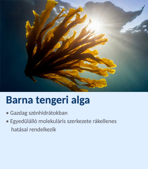 Barna tengeri alga