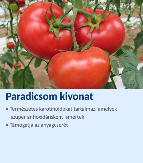 Paradicsom kivonat